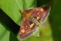 Pyrausta aurata