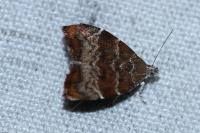 Choreutis nemorana