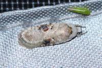 Agonopterix alstroemeriana