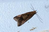 Brachmia blandella