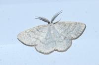 Cabera exanthemata