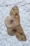 Cyclophora porata