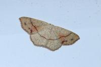 Cyclophora punctaria