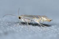 Phyllonorycter platani