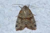 Cosmia trapezina