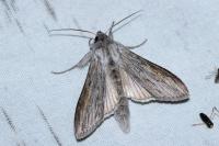 Cucullia umbratica