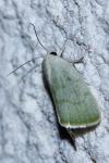 Earias vernana
