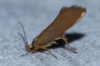 Crassa unitella
