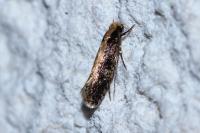 Monopis crocicapitella