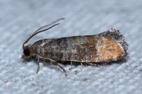 Clavigesta purdeyi