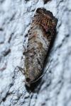Cydia splendana