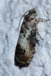 Pammene fasciana