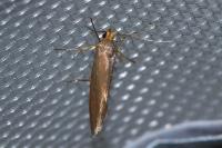 Crassa unitella