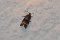 Endothenia gentianaeana/marginana/oblongana