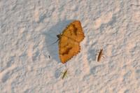 Camptogramma bilineata