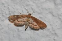 Parapoynx stratiotata