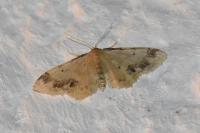 Idaea trigeminata
