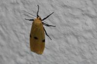 Lithosia quadra
