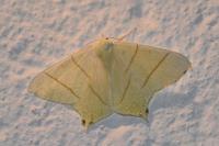 Ourapteryx sambucaria