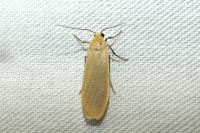 Wittia sororcula