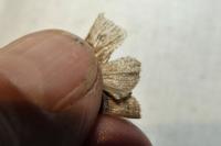 Hoplodrina octogenaria