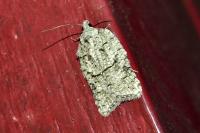 Acleris literana