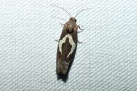 Epiblema foenella
