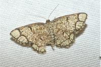 Stegania cararia