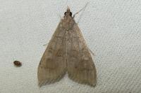 Mecyna asinalis