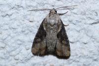Lateroligia ophiogramma