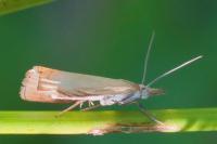 Chrysoteuchia culmella