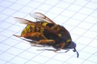 Sesia bembeciformis
