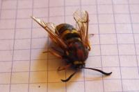 Sesia bembeciformis