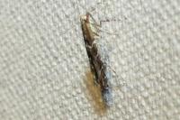 Acrocercops brongniardella