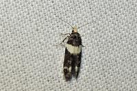 Recurvaria leucatella