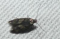 Borkhausenia