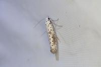 Yponomeuta irrorella