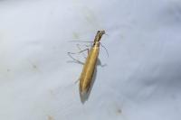 Pleurota aristella