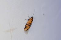 Promalactis procerella