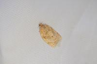 Adoxophyes orana