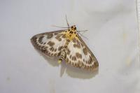 Anania hortulata