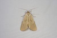 Pelosia muscerda