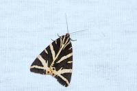 Euplagia quadripunctaria