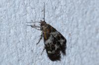 Tebenna micalis