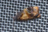 Ditula angustiorana
