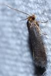 Cephimallota crassiflavella