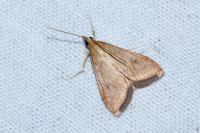 Udea ferrugalis