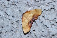 Plagodis dolabraria