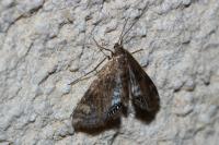 Cataclysta lemnata