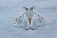 Spilosoma lubricipeda
